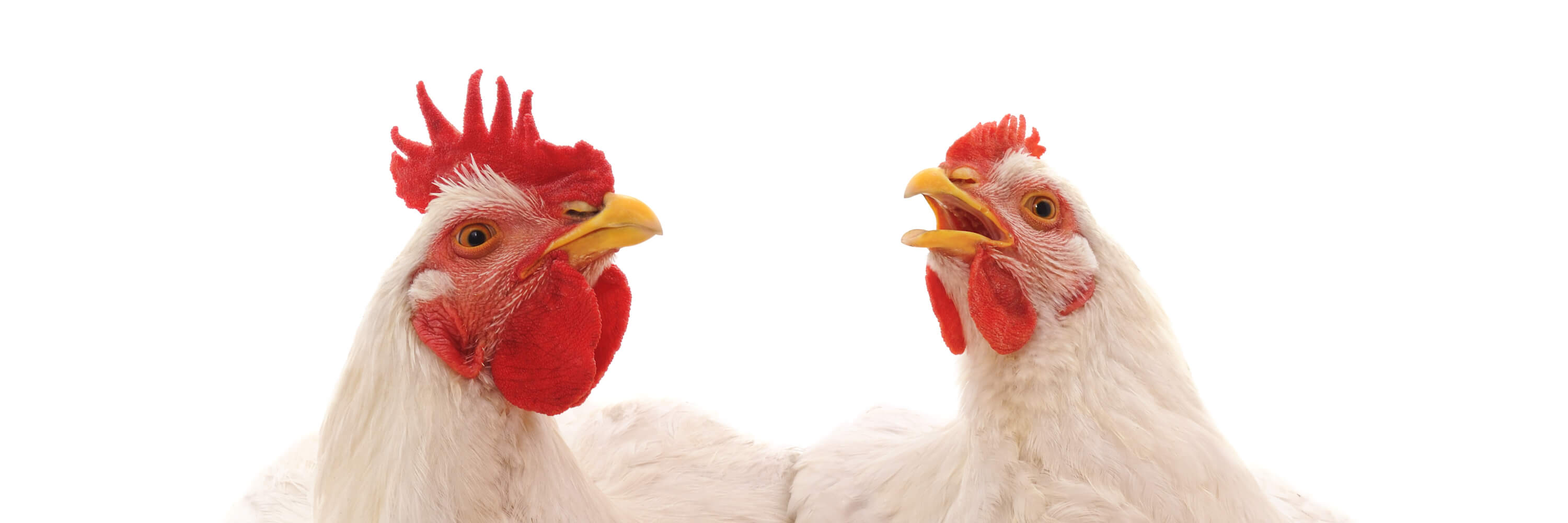 Bird,Facial expression,Comb,Natural environment,Chicken,Beak