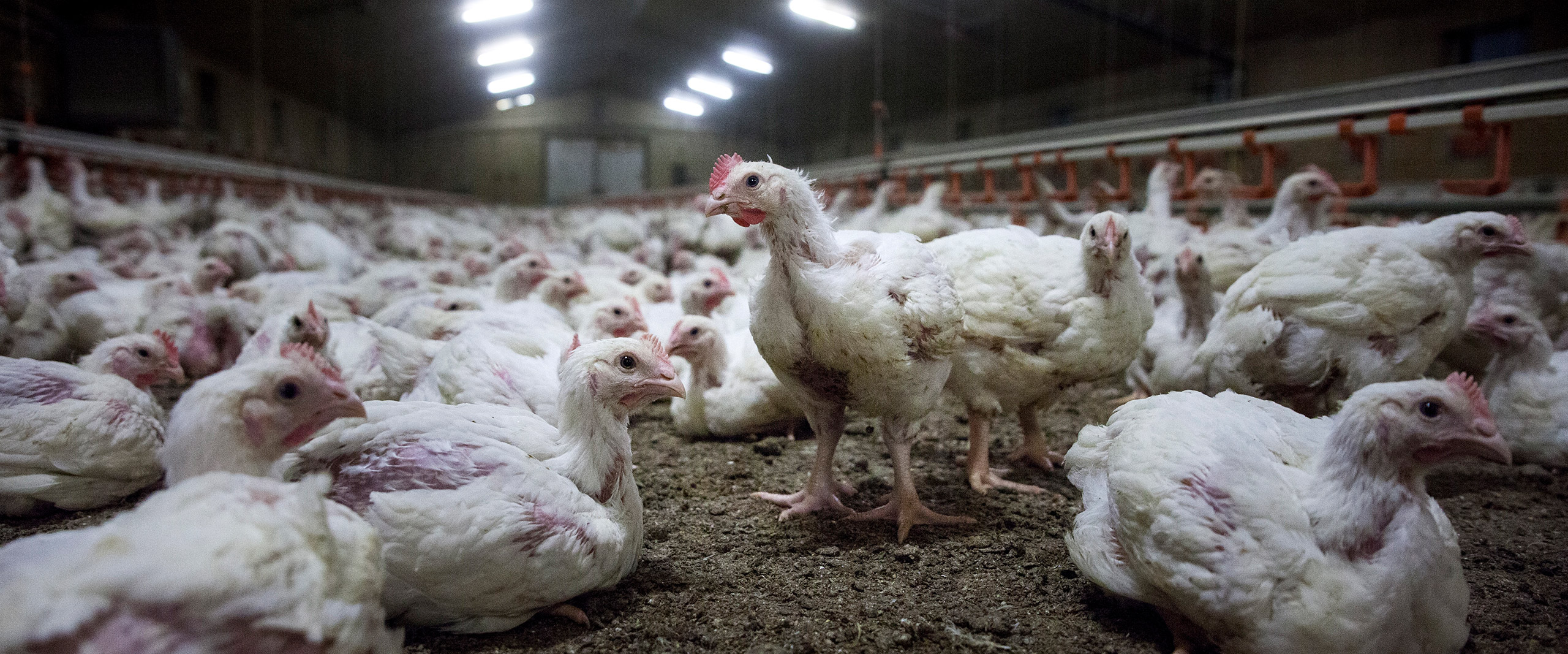 Chickens in a factory farm