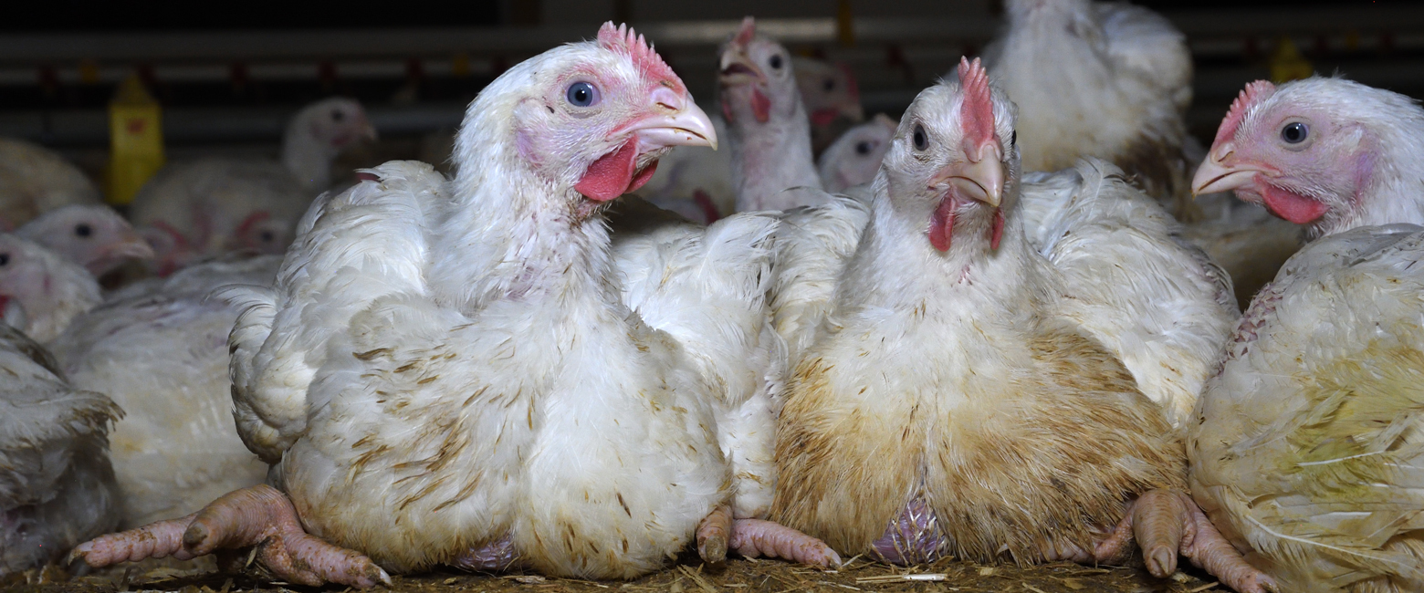Bird,Head,Beak,Chicken,Comb,Feather