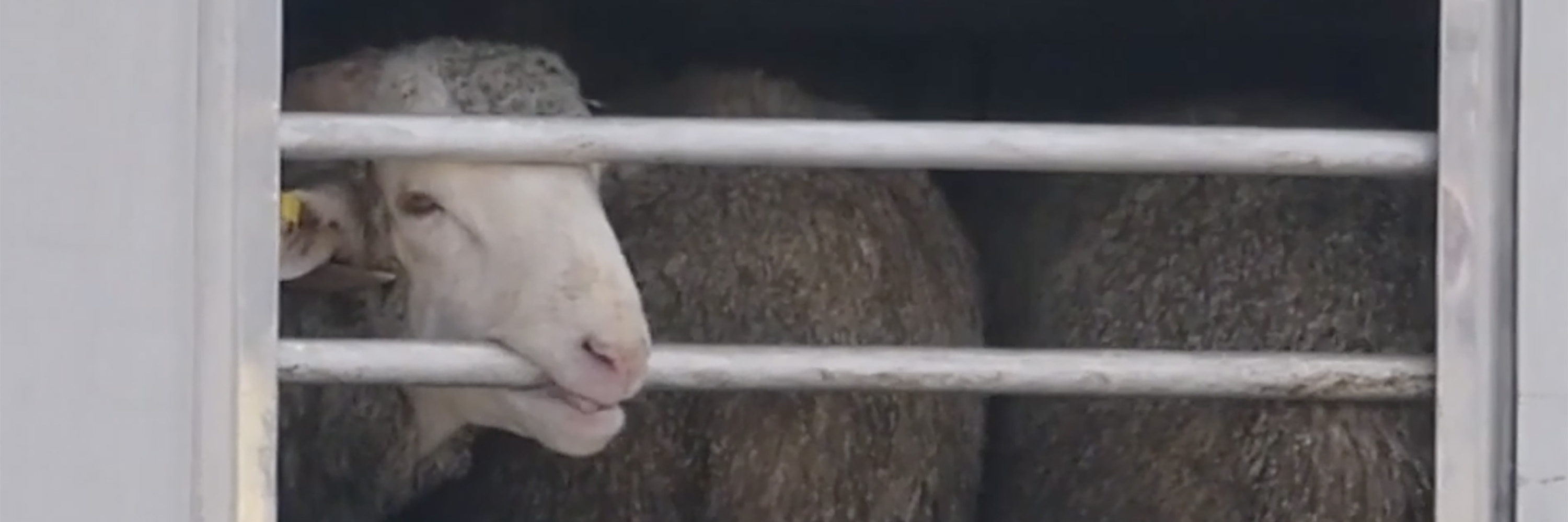 Fence,Sheep,Snout,farmed animal,Goat,Dairy cow