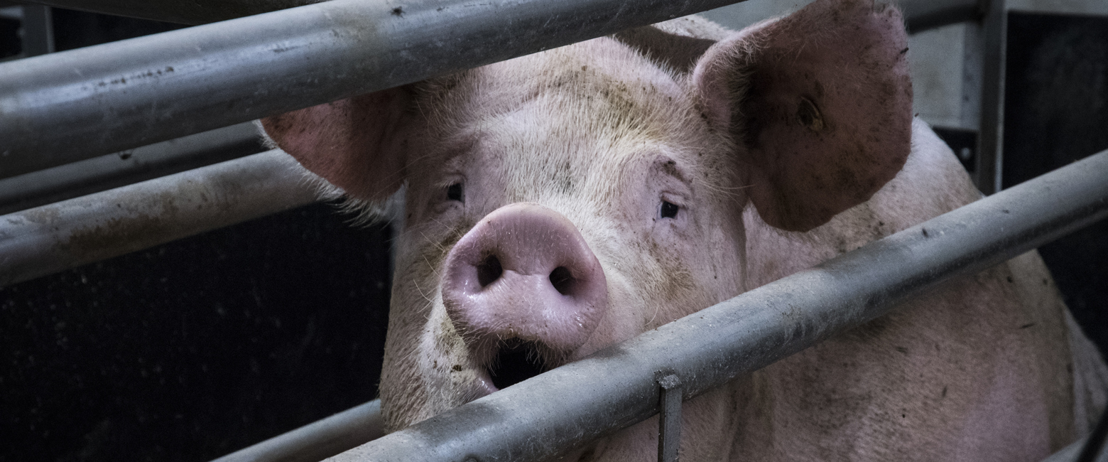 Pink,Snout,Domestic pig,farmed animal,Close-up,Landscape