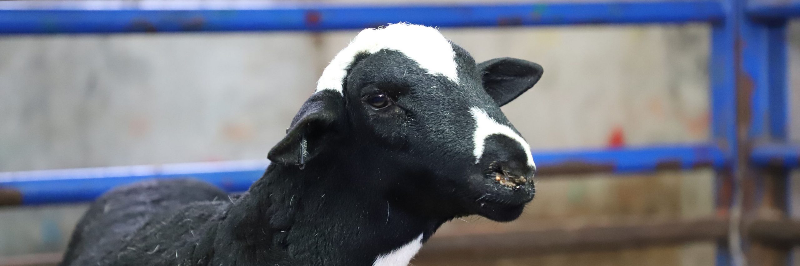 Mammal,Sheep,Snout,farmed animal,Grass,Goats