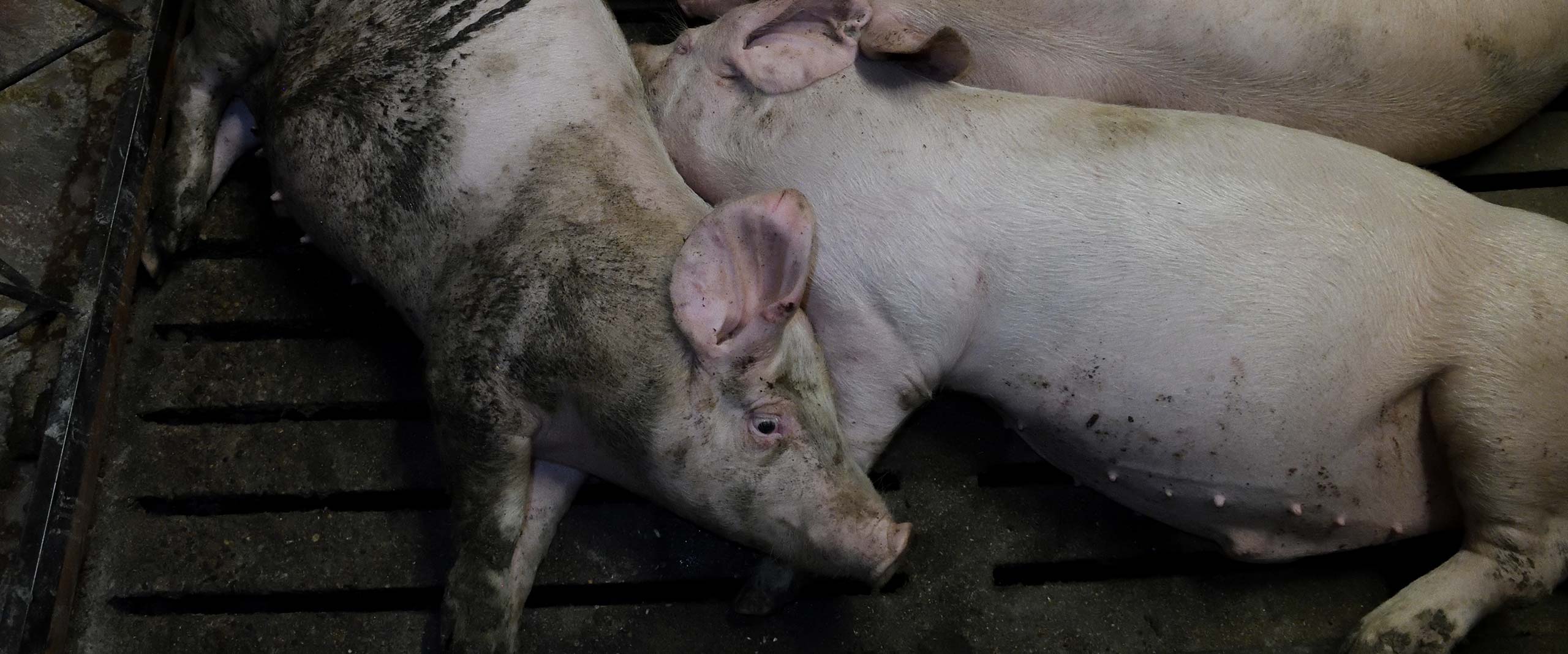 Snout,farmed animal,Domestic pig,Vegetable,Landscape,Flesh