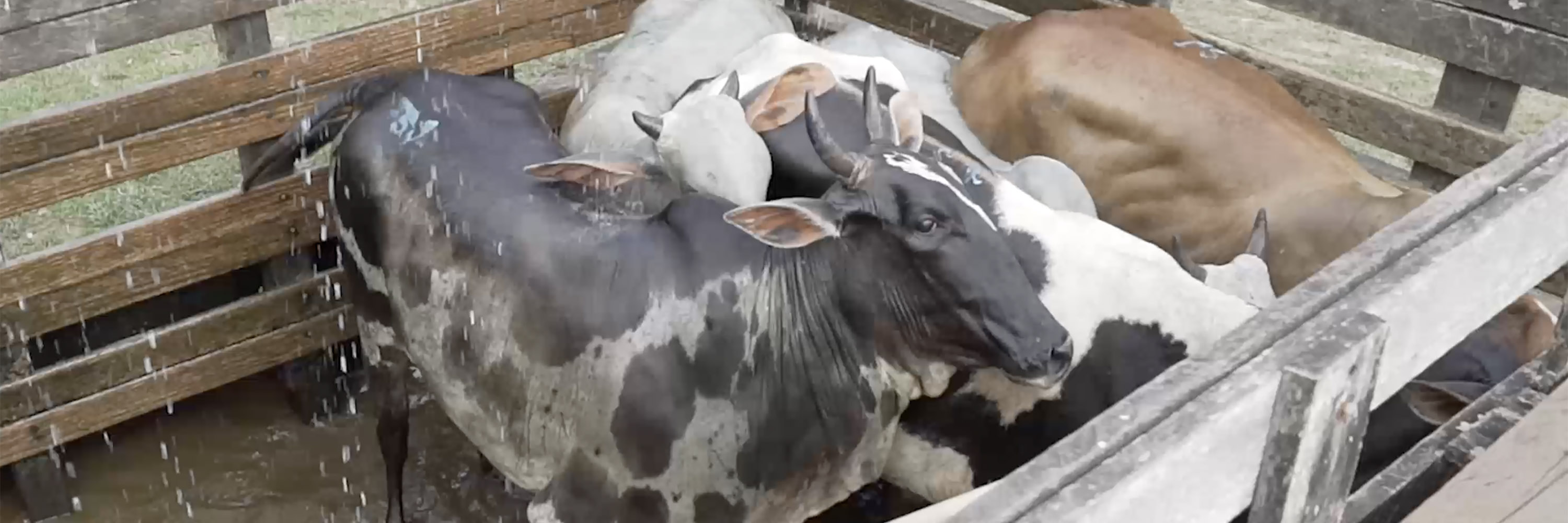 Horn,Goat-antelope,Snout,farmed animal,Goats,Event