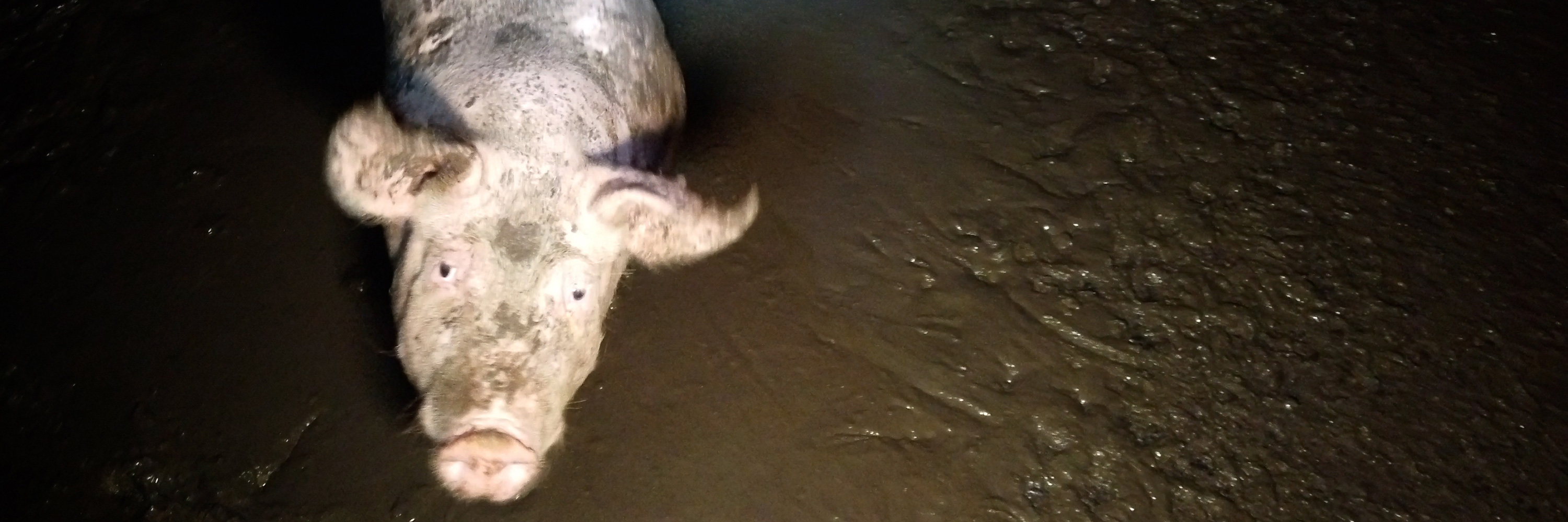 Pig in factory farm