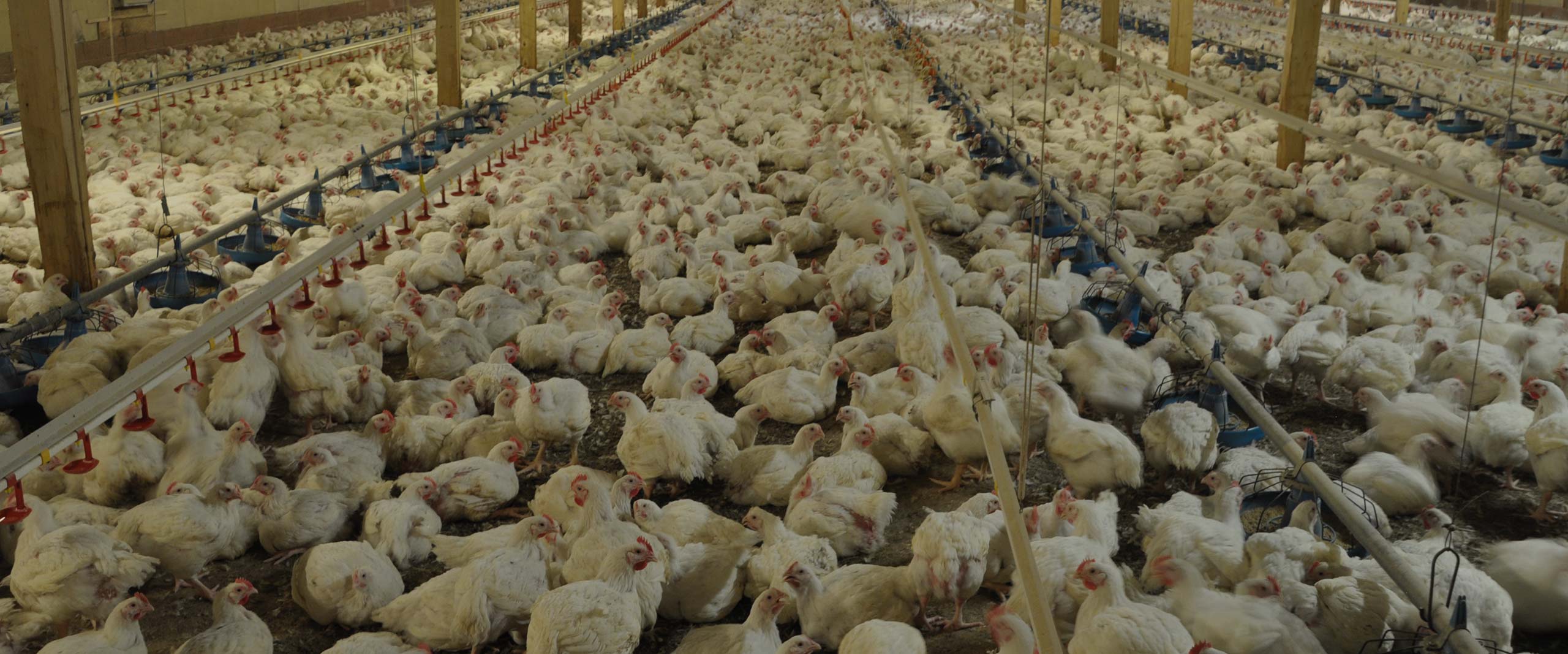 farmed animal,Landscape,Herd,Event,Agriculture,Plant
