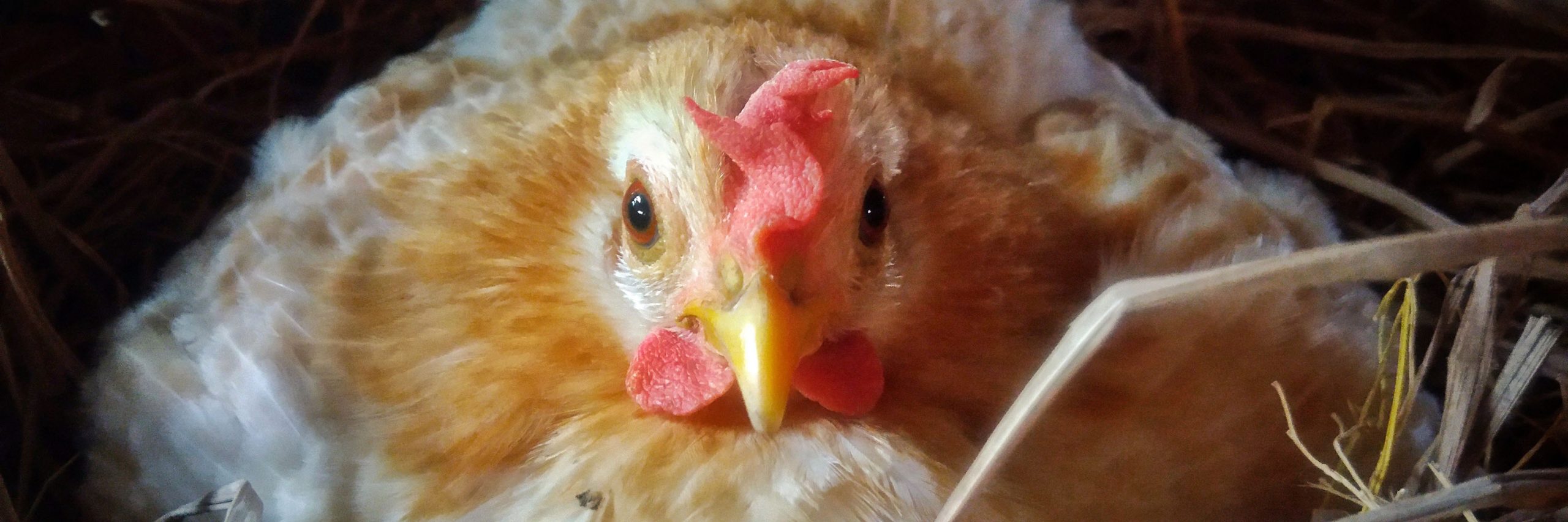 Head,Bird,Beak,Human body,Chicken