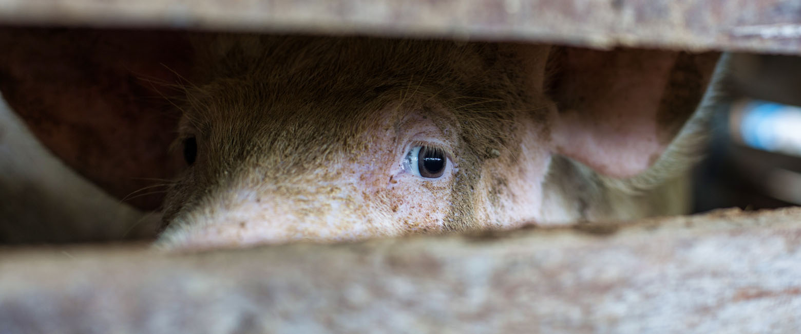 Human body,Mammal,Iris,Whiskers,Snout