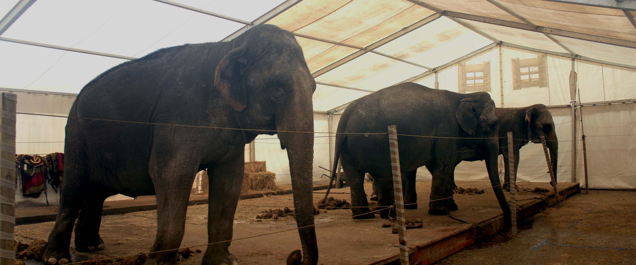Elephant,Elephants and Mammoths,African elephant,Indian elephant,Mode of transport,Landscape