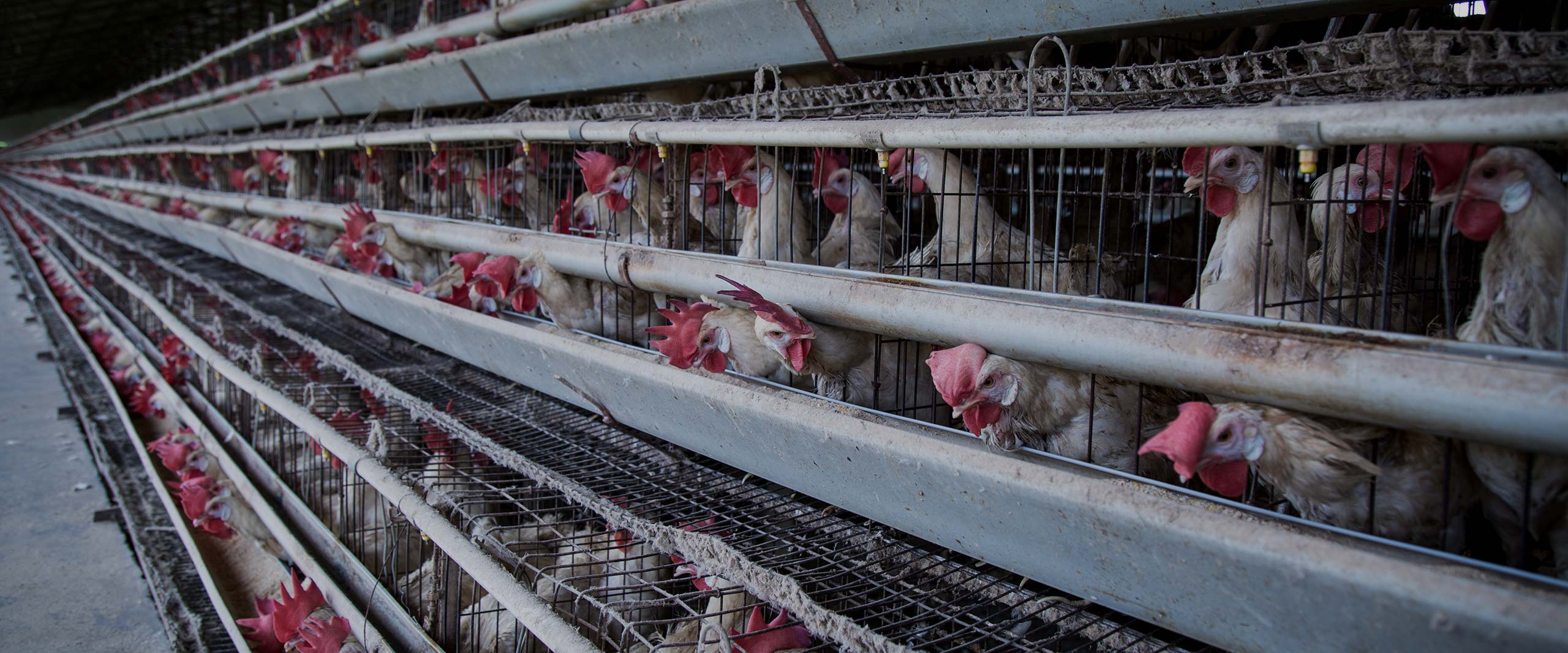 Bird,Beak,Chicken,Feather,farmed animal