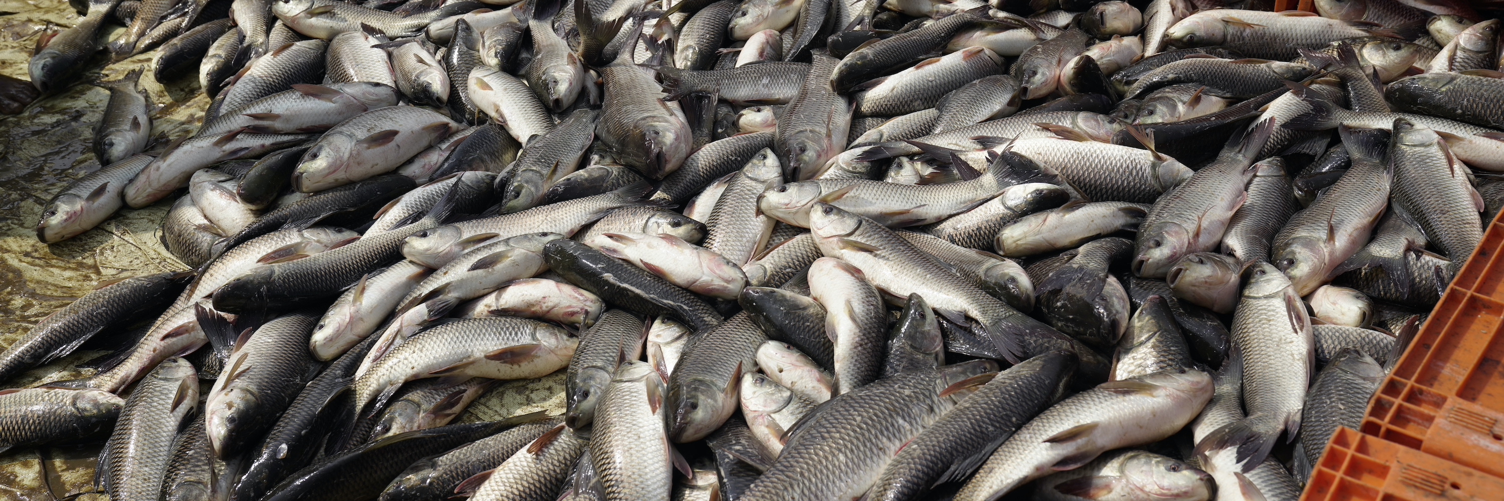 Fish suffocating