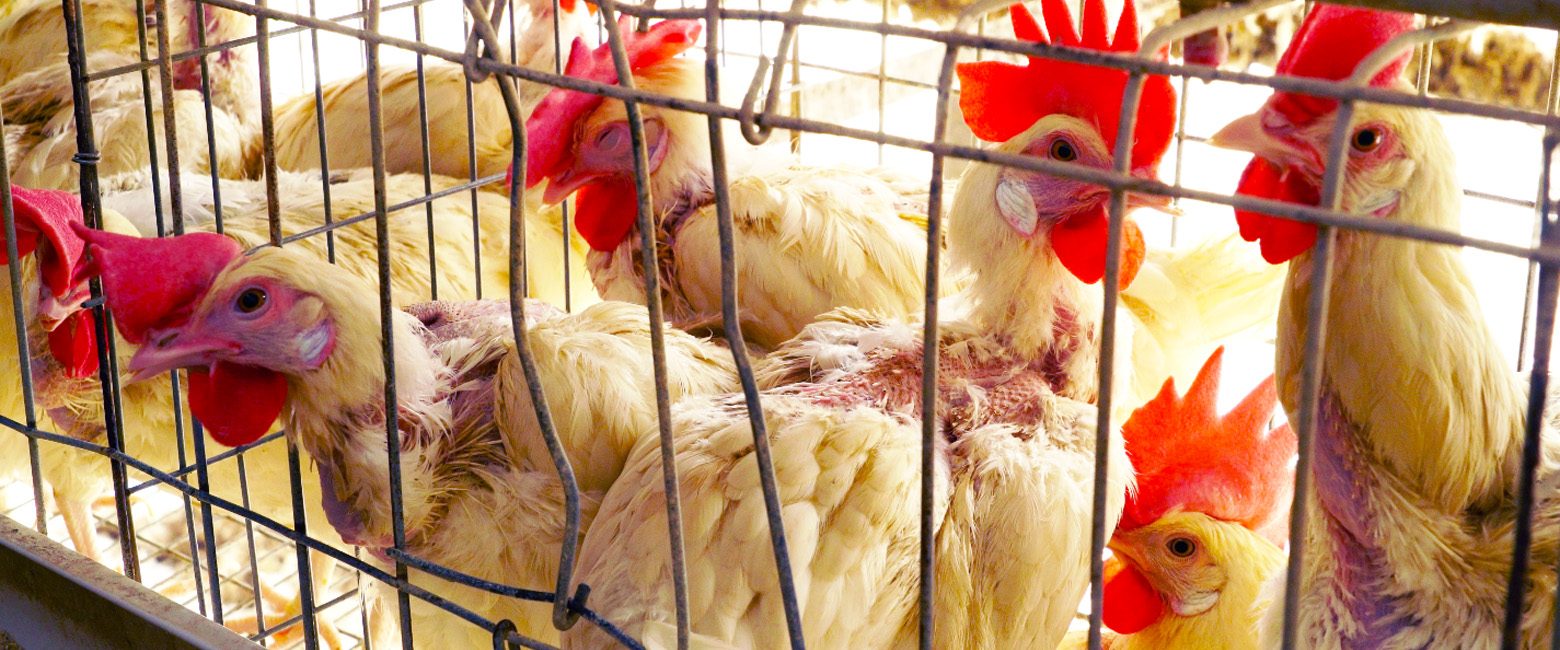 Bird,Chicken,Beak,Natural environment,Feather