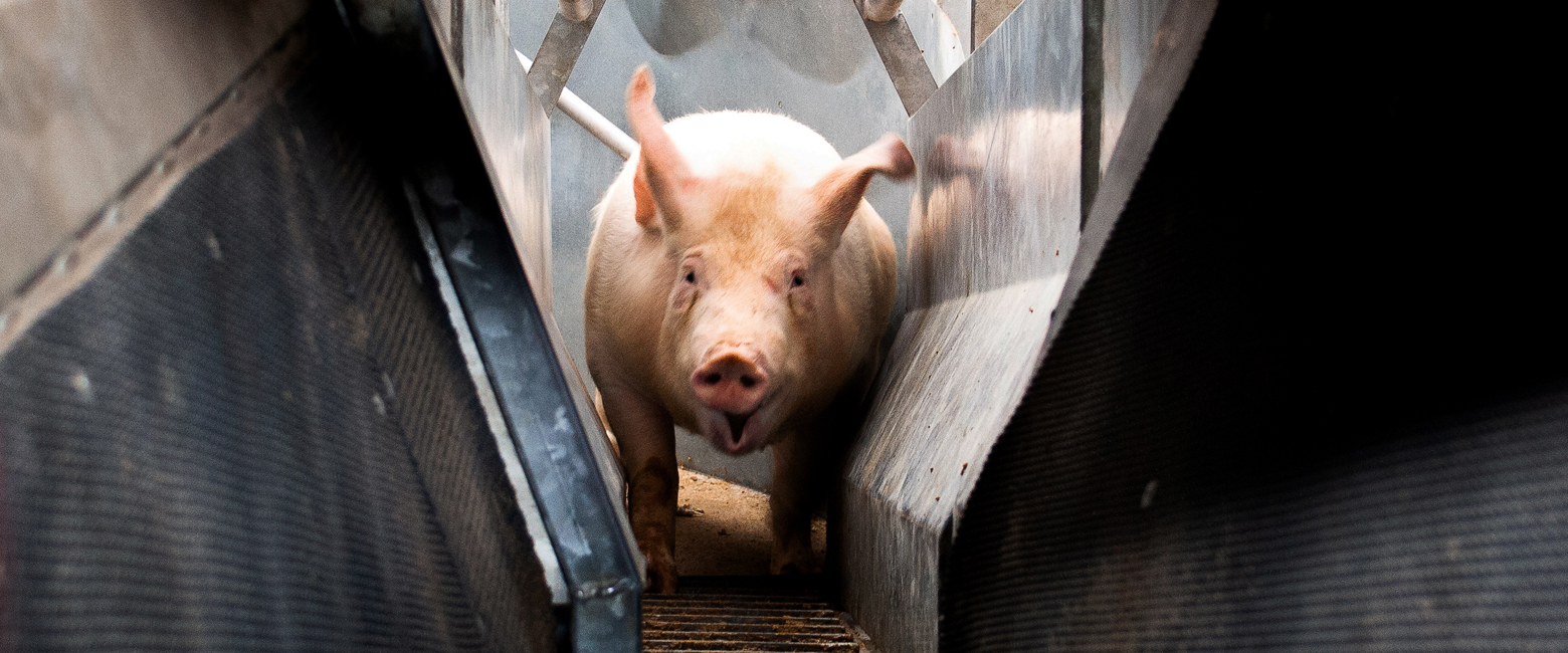 Jaw,Mammal,Whiskers,Domestic pig