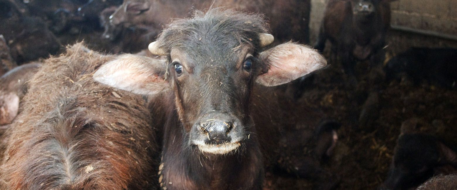 Water buffalo,Horn,Snout,farmed animal,Bull