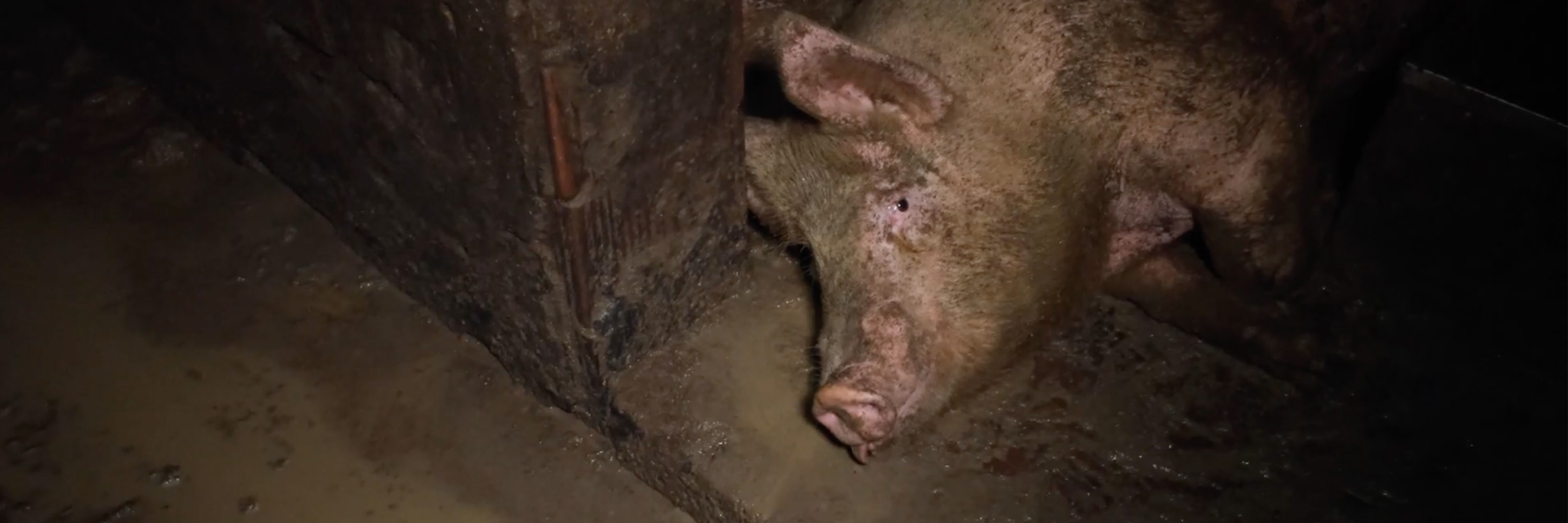 Snout,farmed animal,Domestic pig,Soil,Event,Wildlife