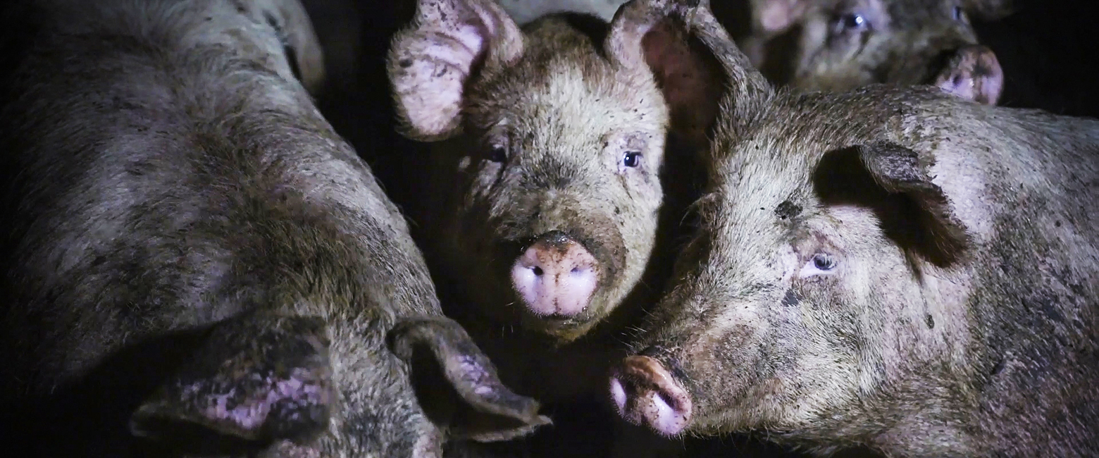 farmed animal,Snout,Domestic pig,Close-up,Grass