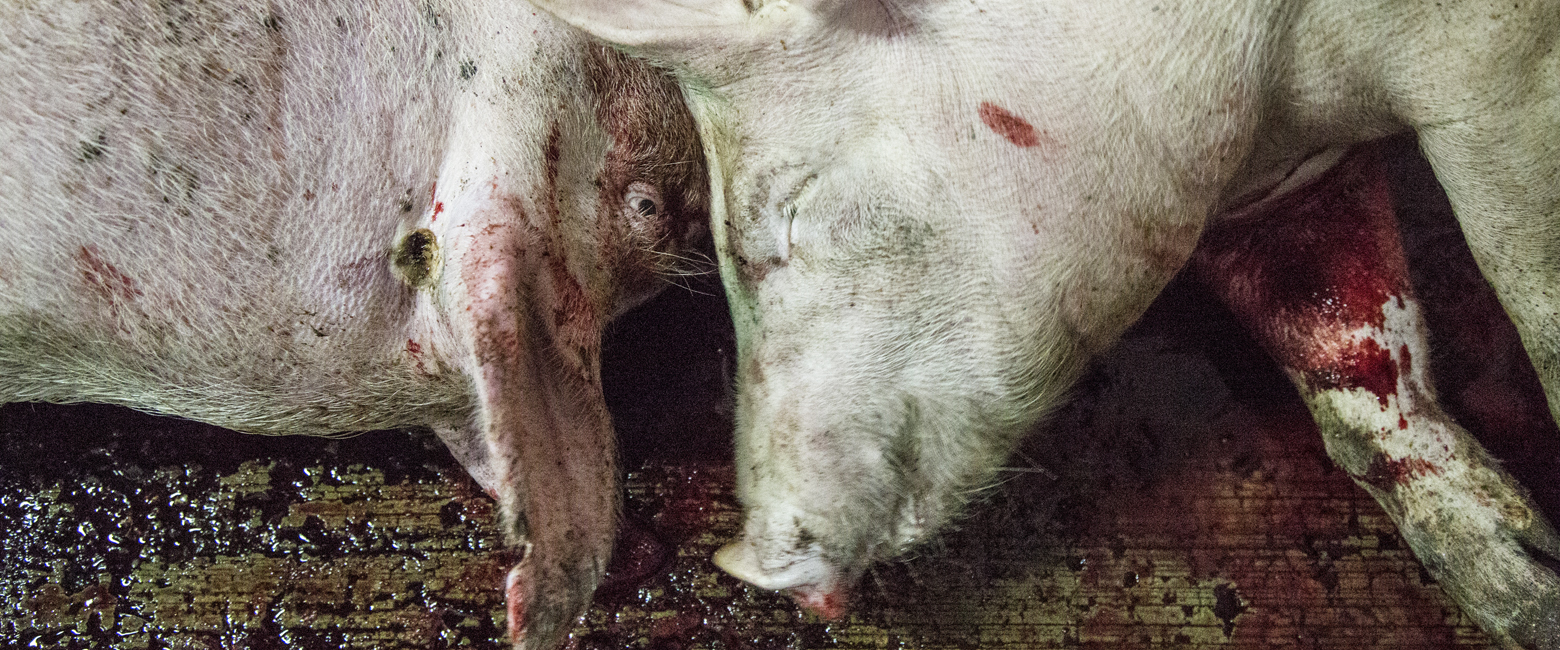 Grass,Snout,farmed animal