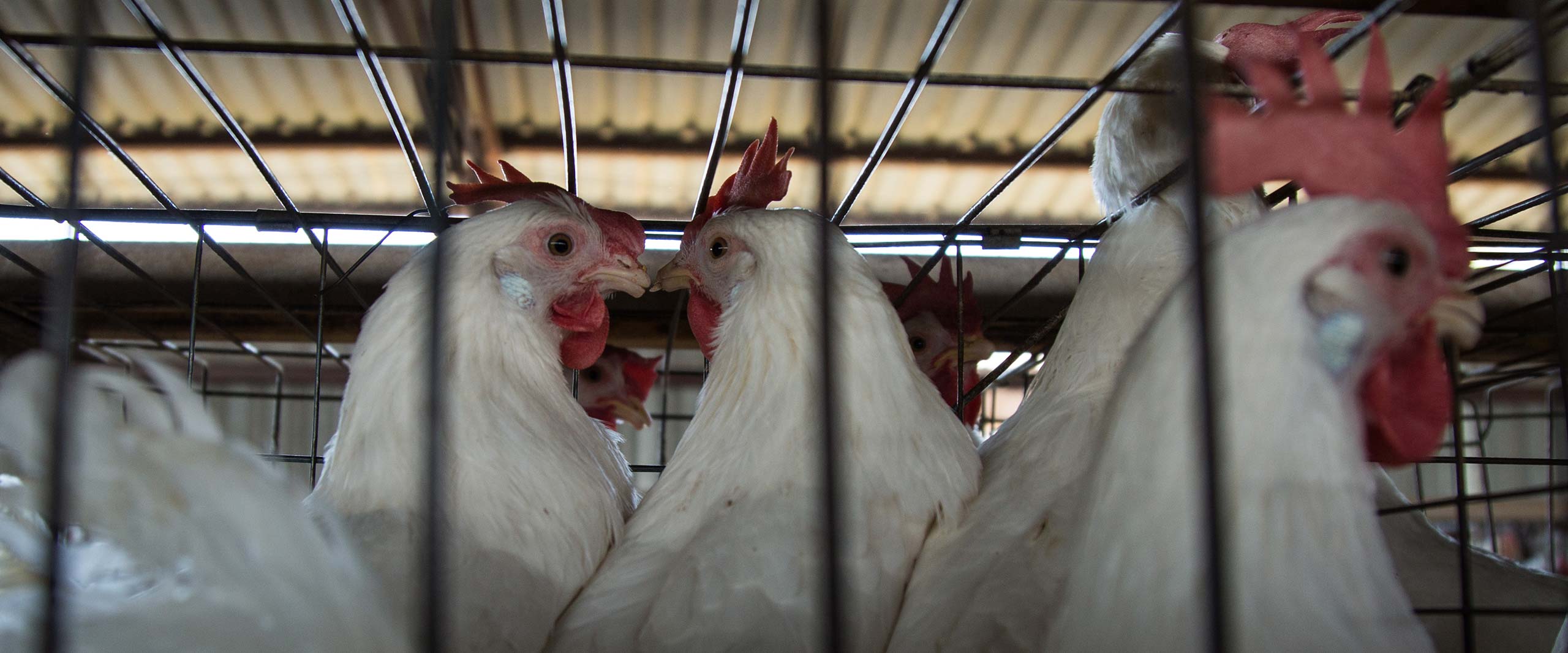 Bird,Beak,Chicken,Feather,Comb,farmed animal,Fowl