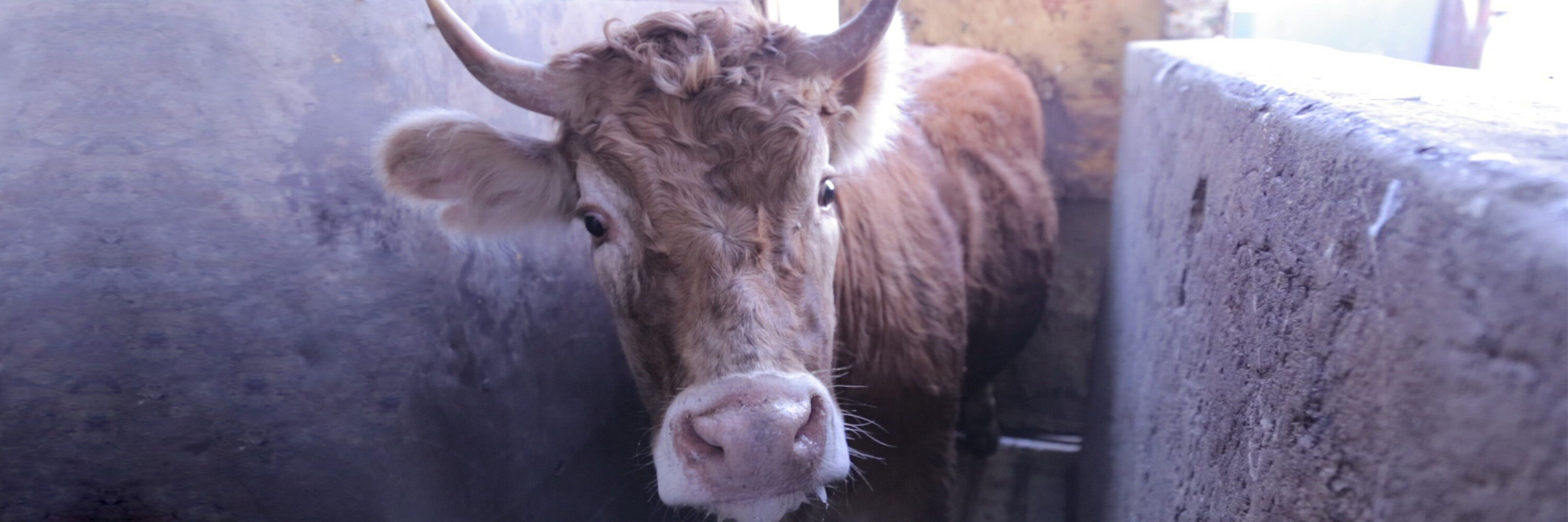 Human body,Bull,Horn