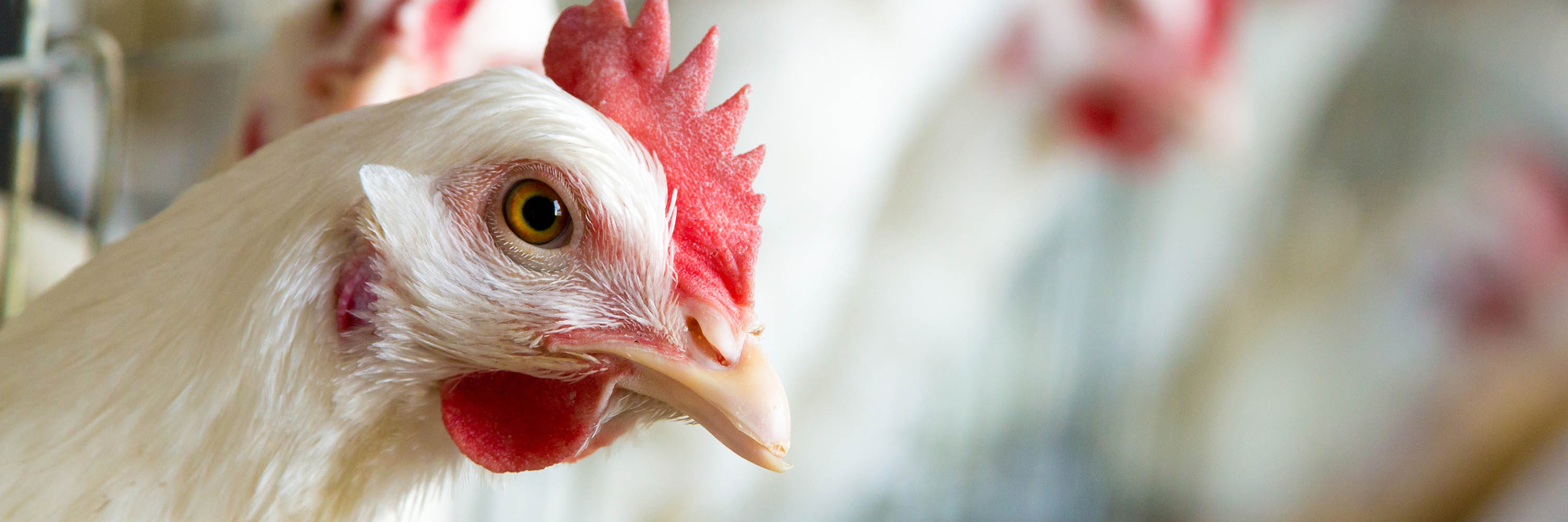 Bird,Comb,Chicken,Beak,Feather,Rooster,Fowl