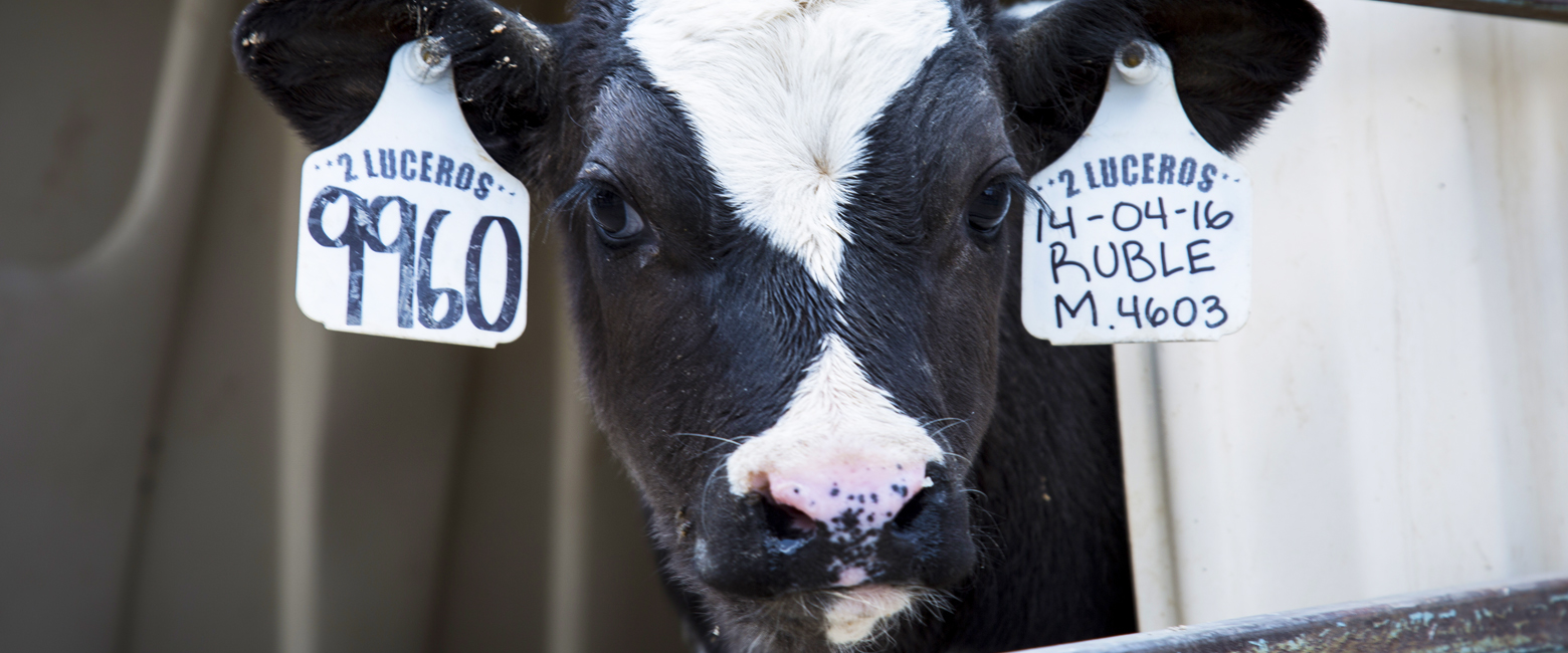 Plant,Dairy cow,Snout,Landscape,farmed animal,Dairy,Grass