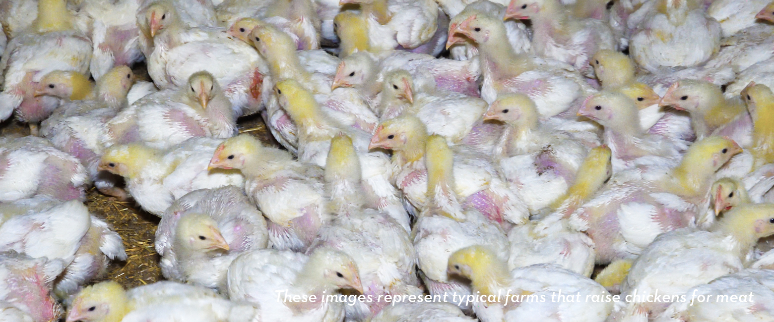 White,Bird,Ingredient,Natural foods,Plant,Dish,farmed animal
