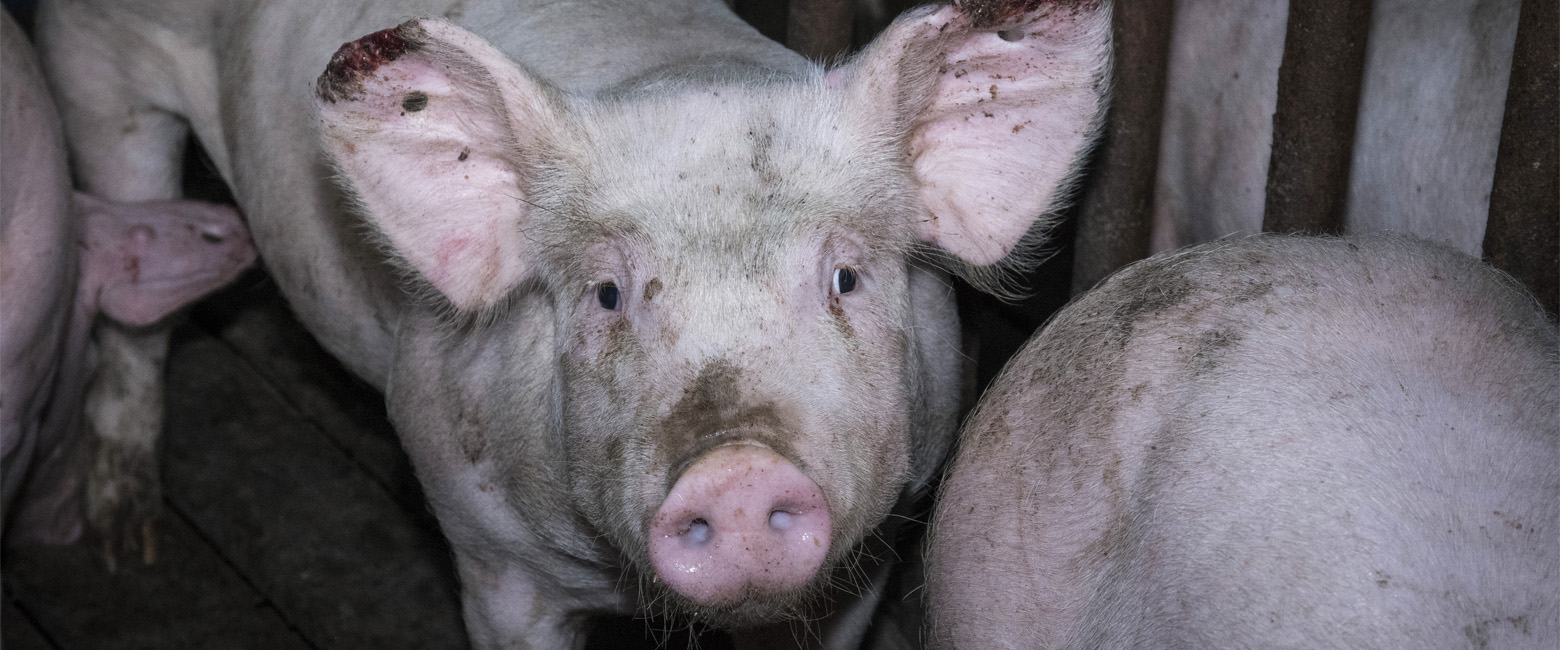 Snout,farmed animal,Domestic pig,Dish,Flesh