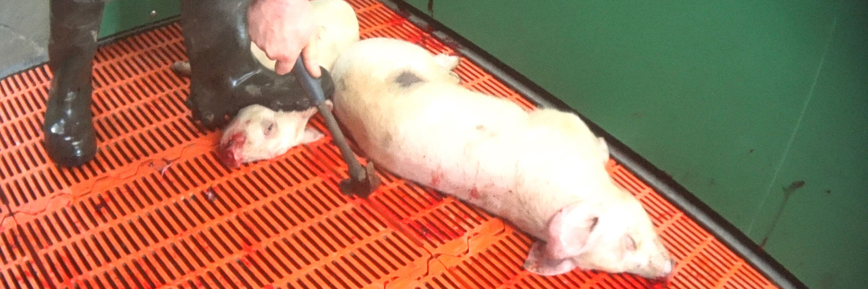 Pink,Snout,Domestic pig,Whiskers,Rodent,farmed animal,Dish