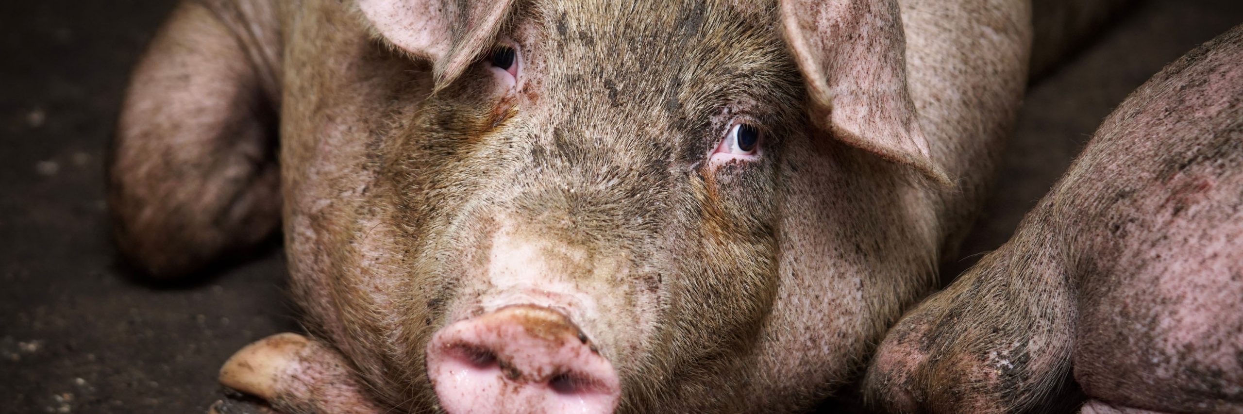 Snout,Close-up,Whiskers,Flesh