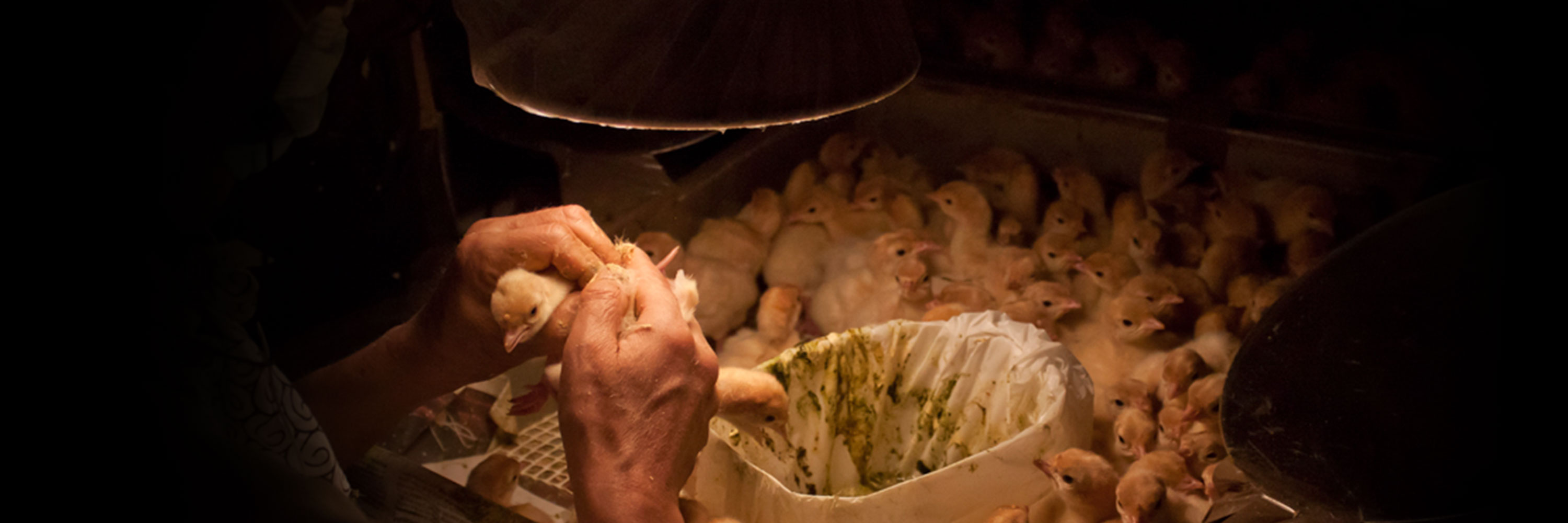 Food,Ingredient,Cuisine,Natural foods,Dish,Vegetable,Produce