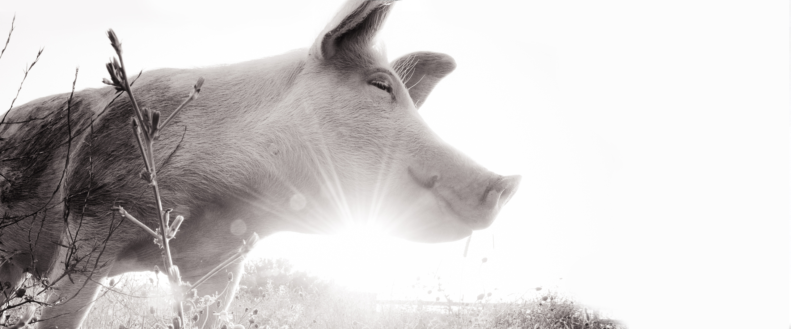 Rescued pig