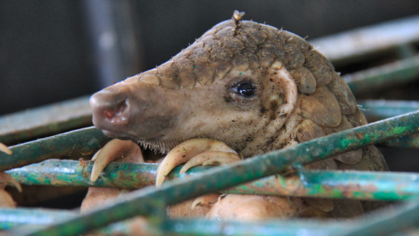 pangolin in a cage