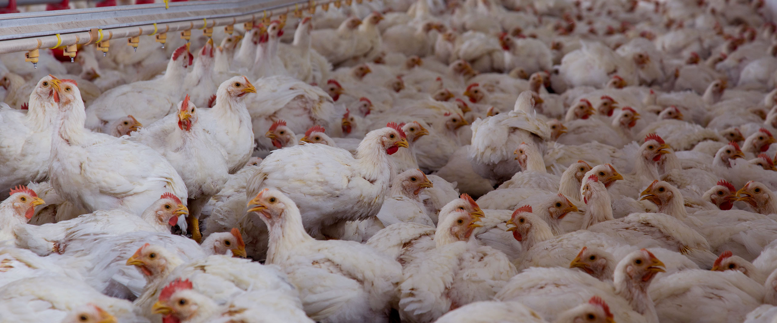 a lot of white chickens close together inside a farm