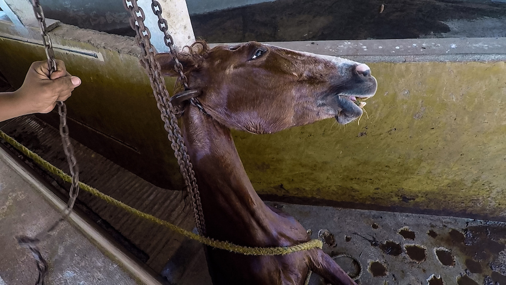 Horse killed by asphyxiation in a slaughterhouse in Mexico