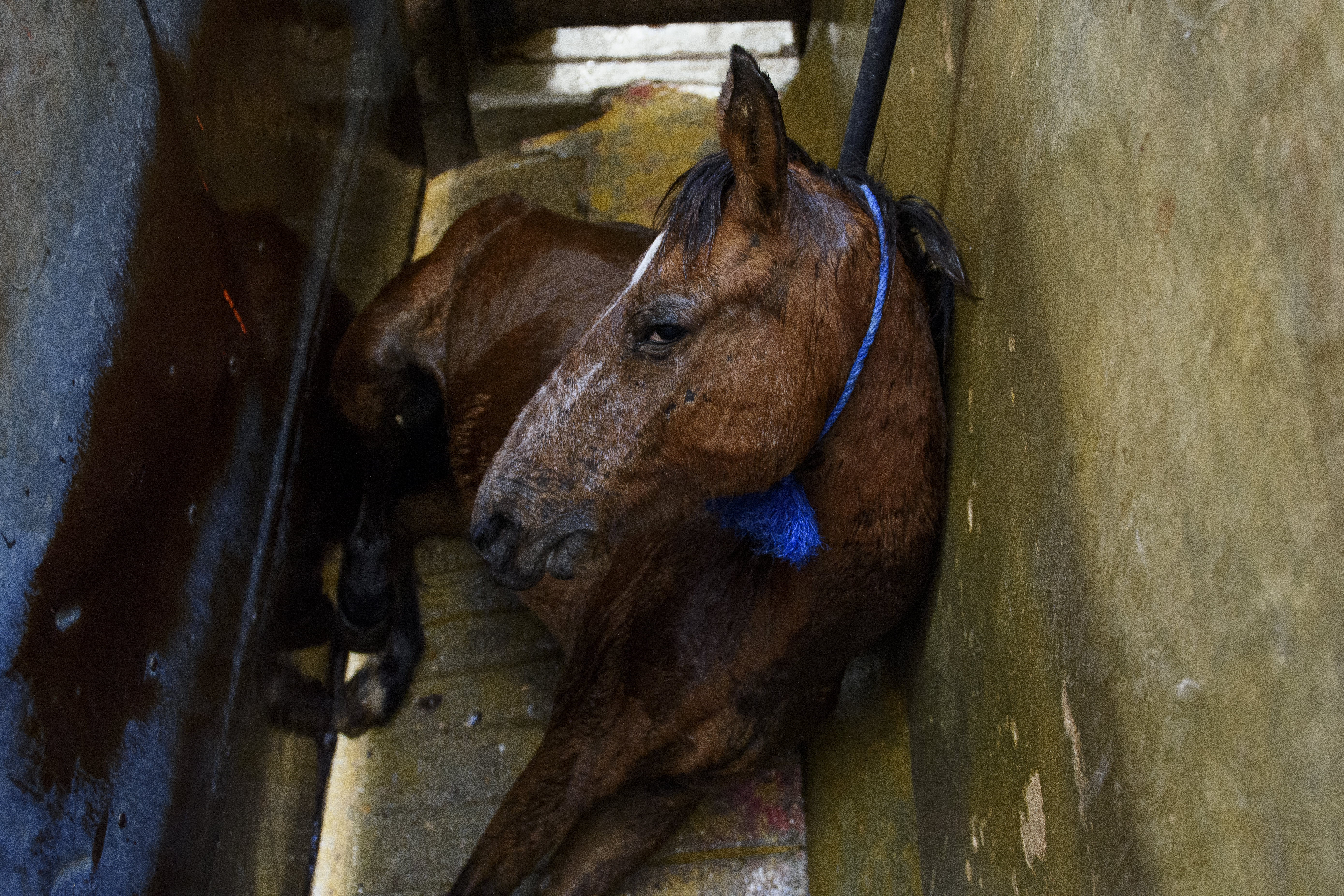 Horse laying on the ground about to get slaughtered