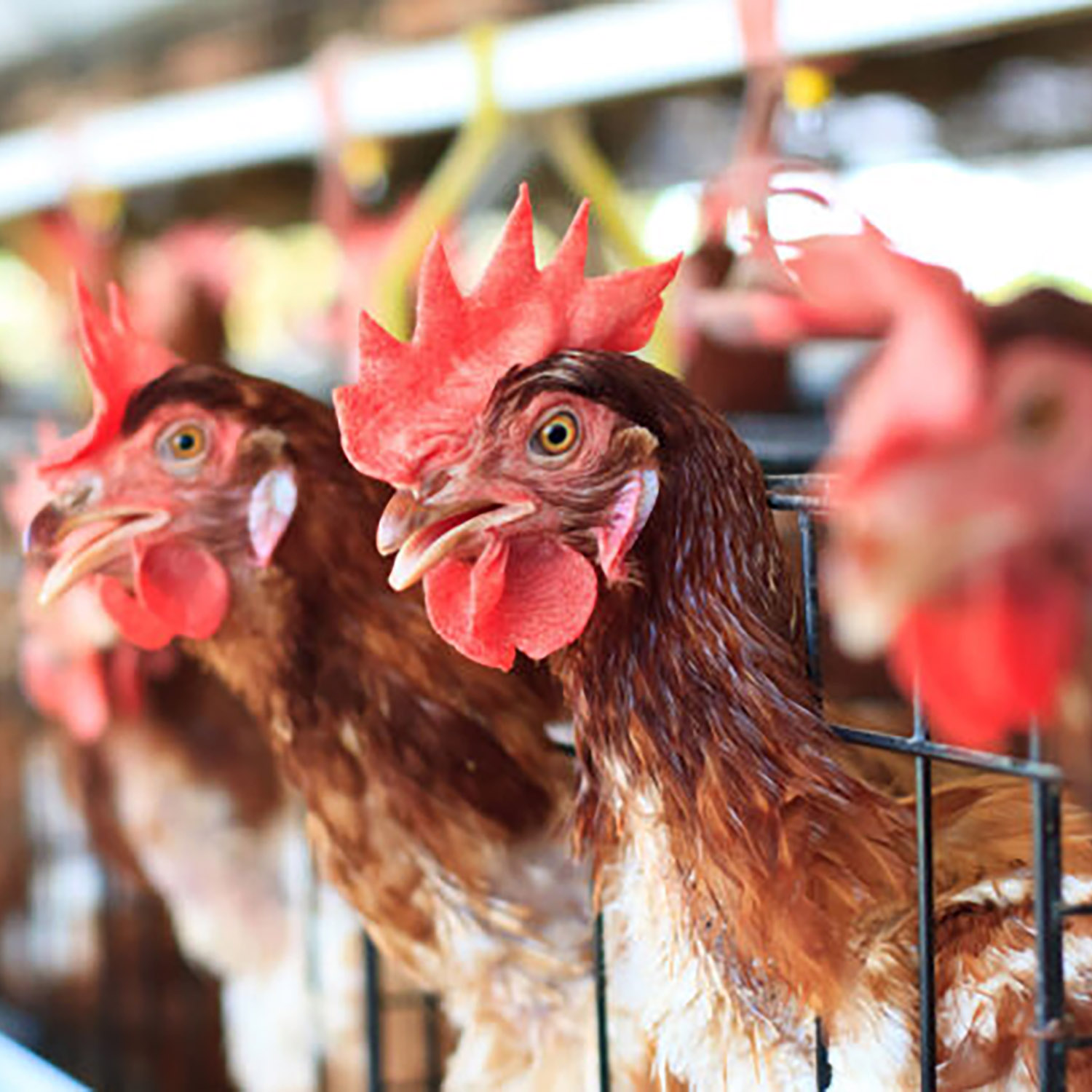 Chicken,Bird,Comb,Beak,Mammal