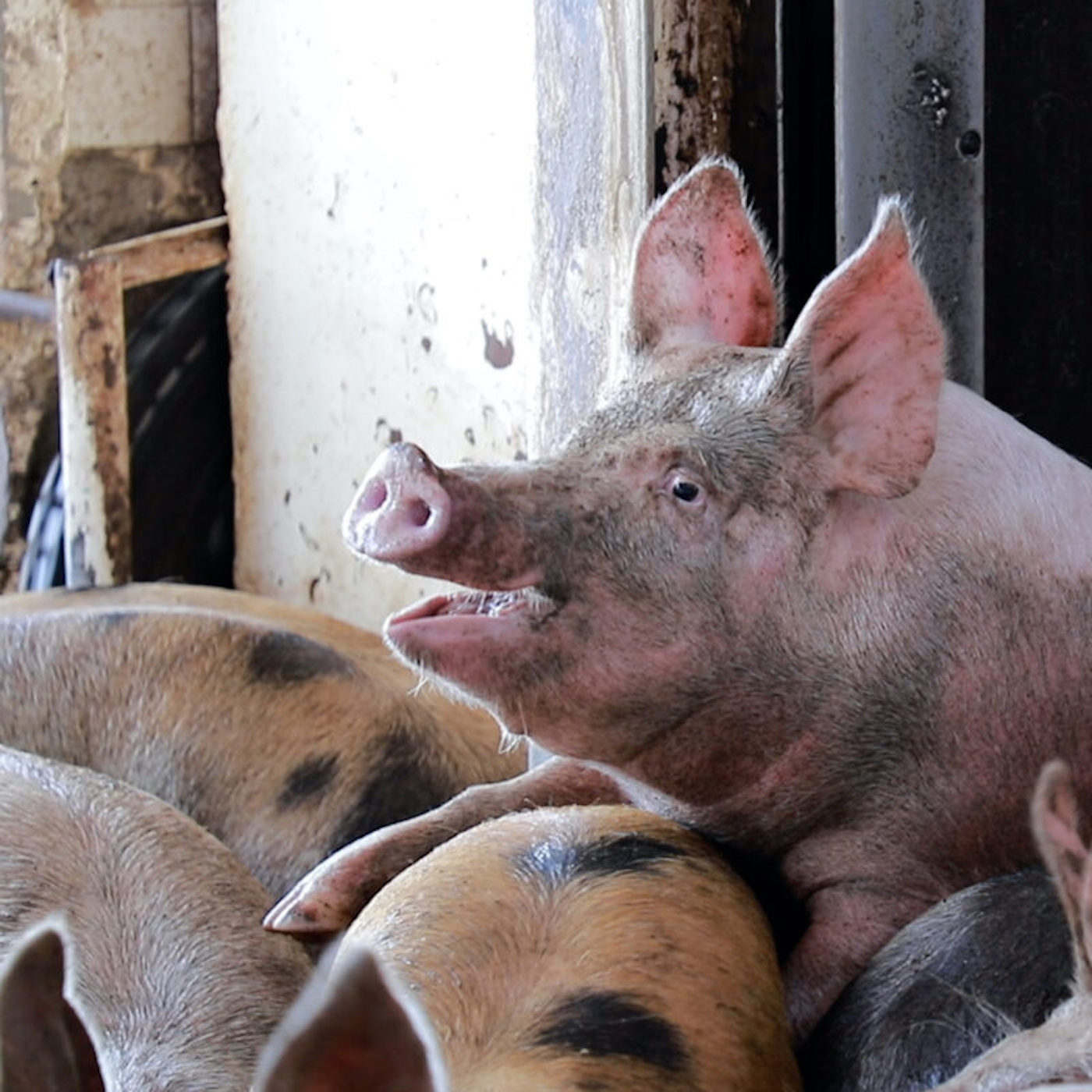 Head,Domestic pig,Snout,farmed animal,Wildlife,Metal