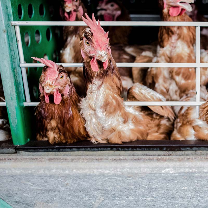 Chicken,Bird,Beak,Rooster,Felidae,Feather,farmed animal