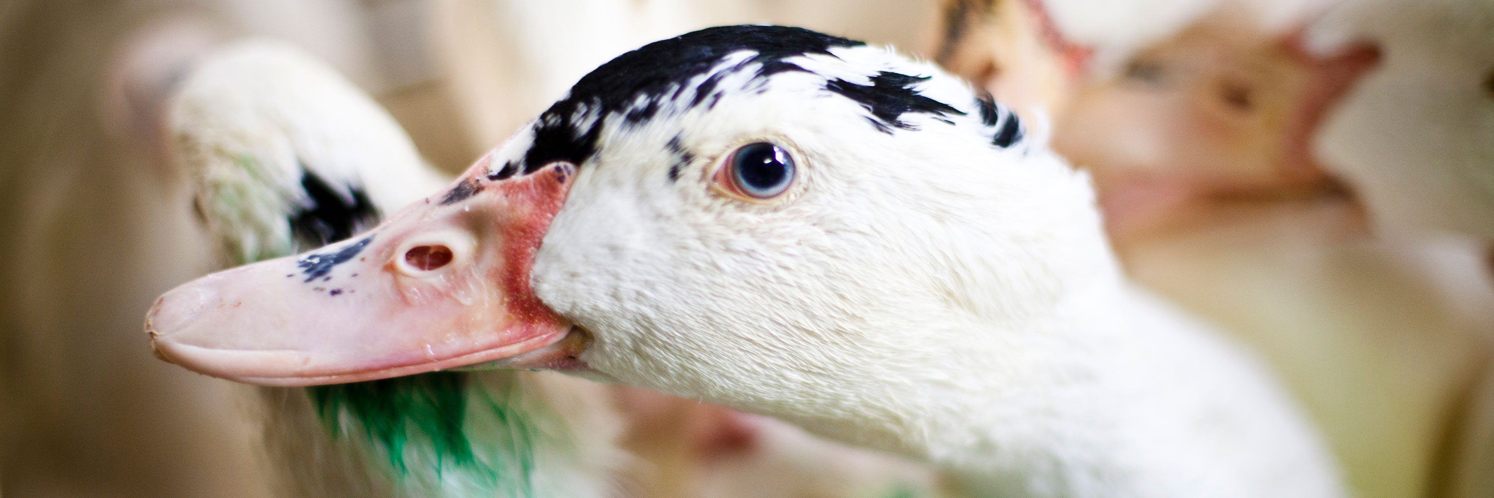 white duck looking at the camera