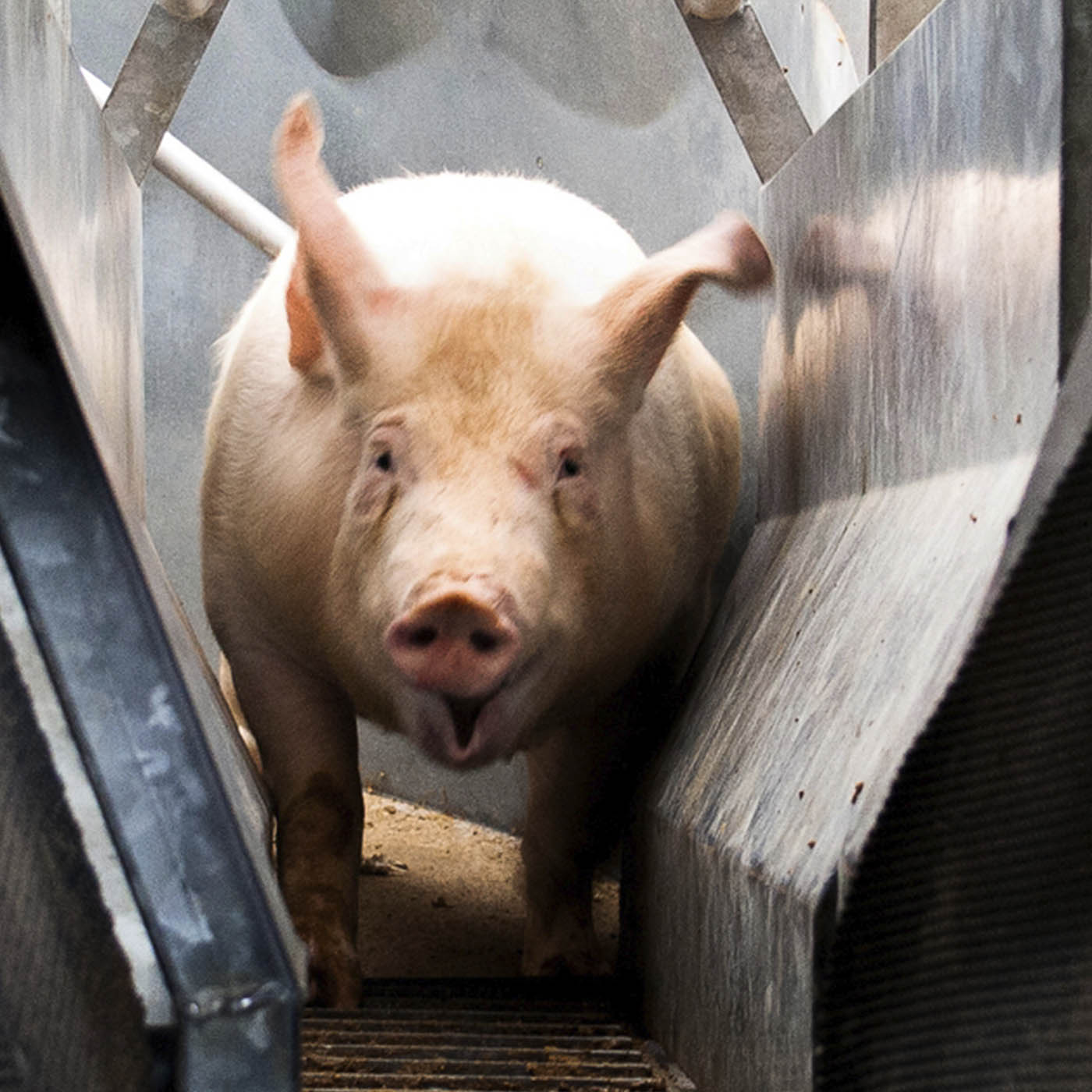 Jaw,Whiskers,Snout,farmed animal,Domestic pig