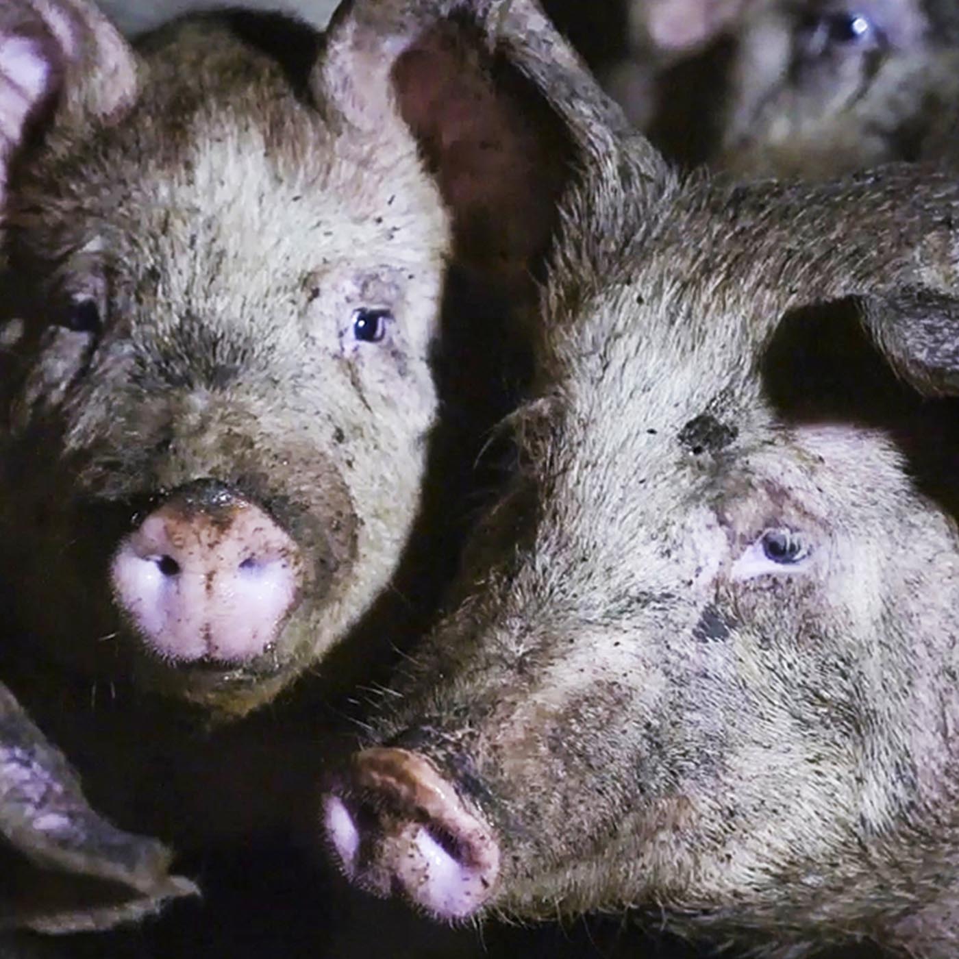 Snout,Close-up,farmed animal,Domestic pig,Wildlife,Terrestrial plant