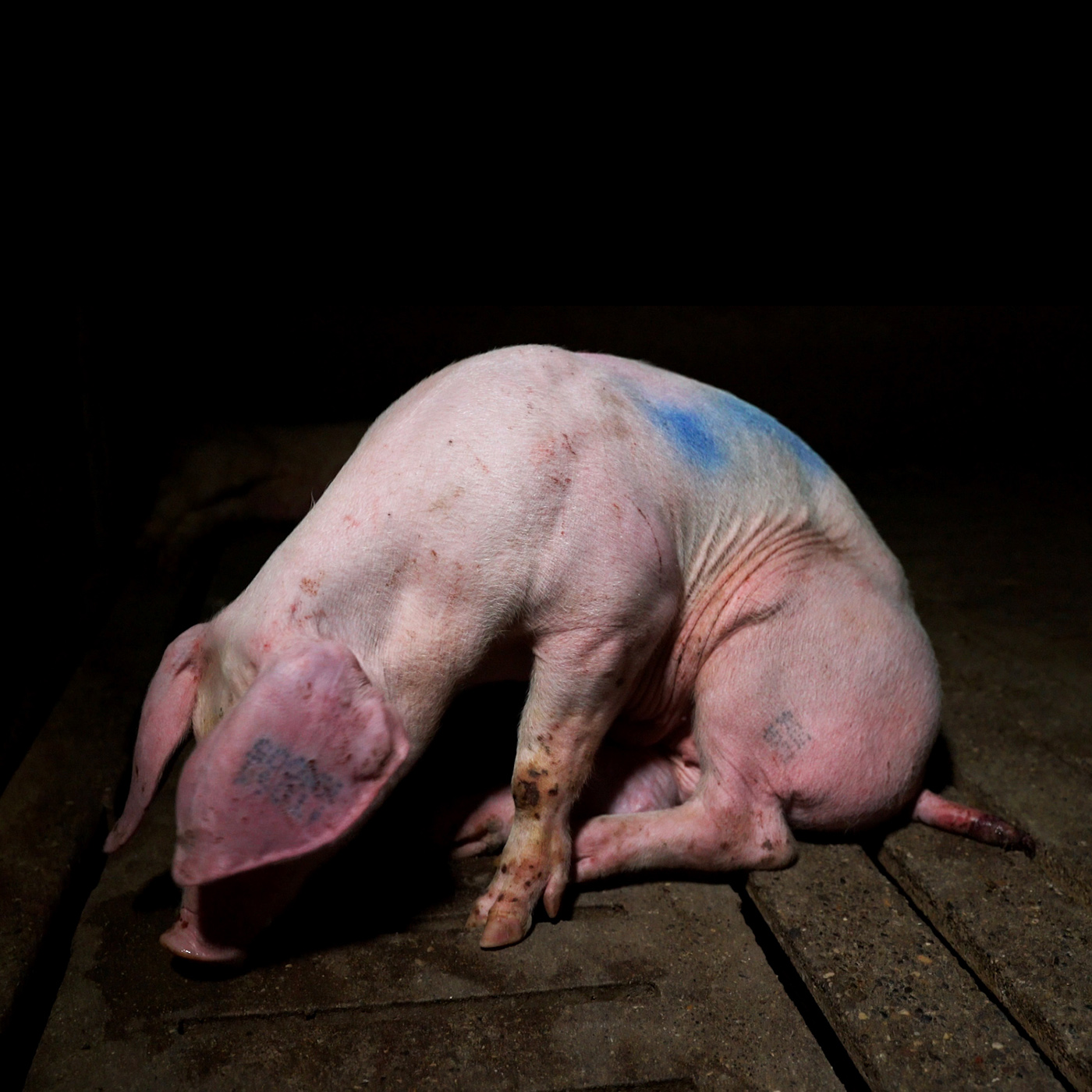 Snout,Domestic pig,farmed animal,Vegetable,Grass,Dish,Event