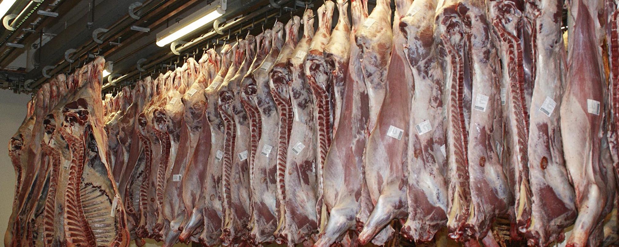 Food,Animal product,Ingredient,Cuisine,Curing,Seafood,Dish