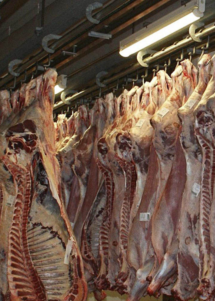 Rib,Curing,Animal product,Food,Fish,Bone,Extinction