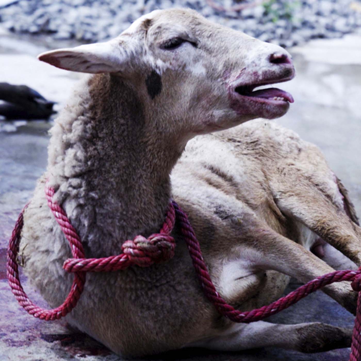 Nature,Mammal,Horn,Collar,Snout,farmed animal