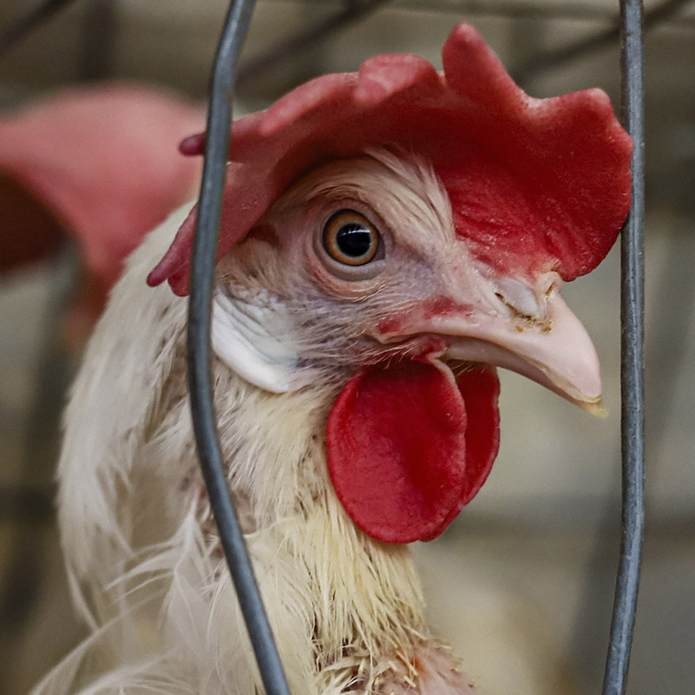 Bird,Chicken,Comb,Beak,Feather