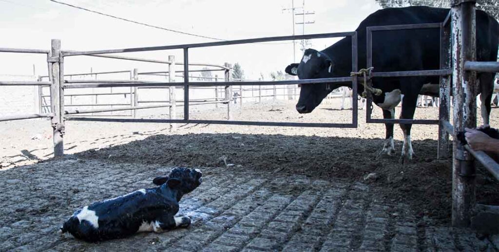 Baby cow crying for mother