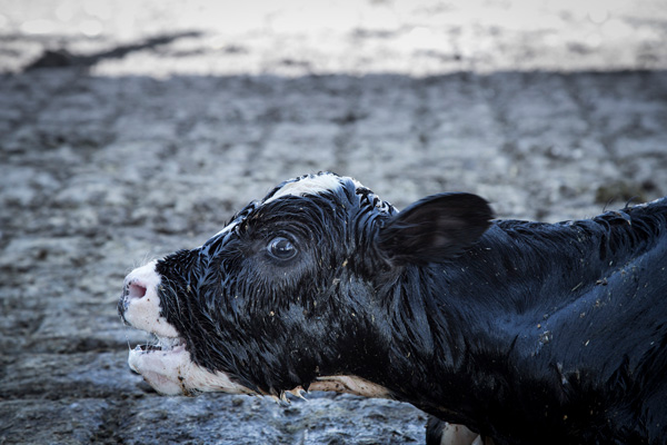 Body of water,Water,Bull,Grass,Snout,Horn