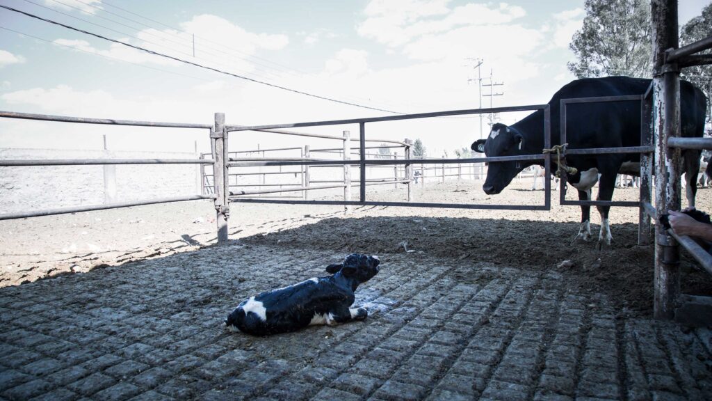 Baby cow calling for mother