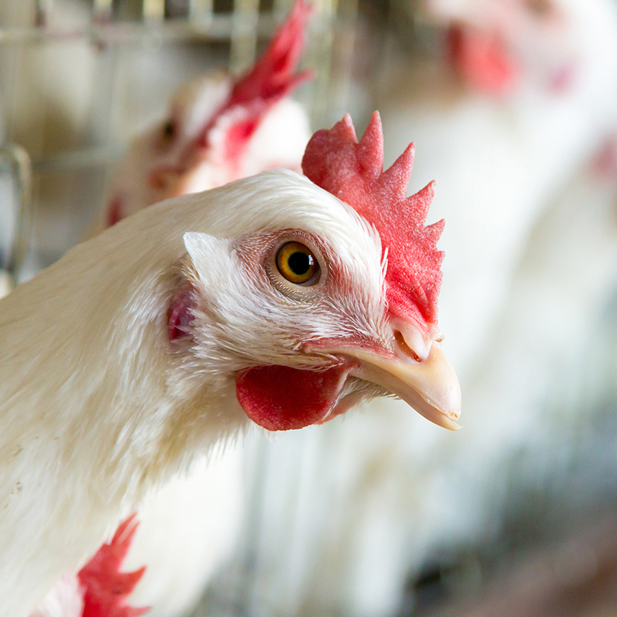 Bird,Chicken,Comb,Beak,Rooster,Red,Feather